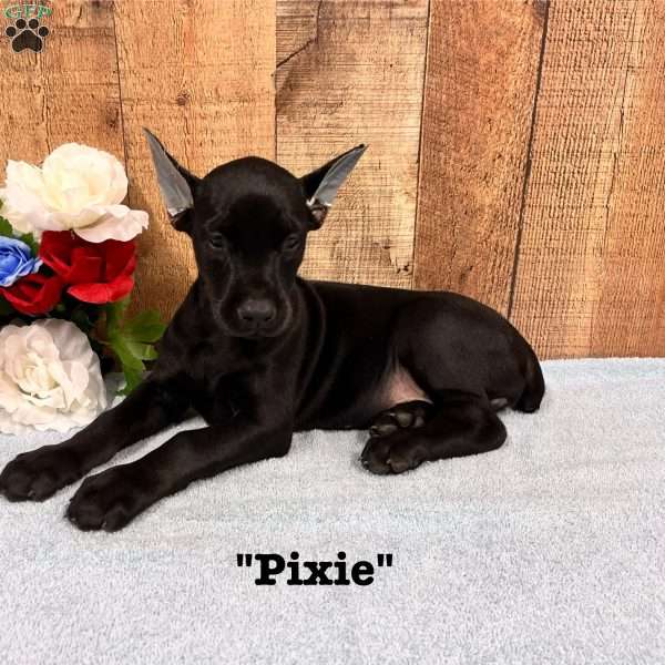 Pixie, Doberman Pinscher Puppy