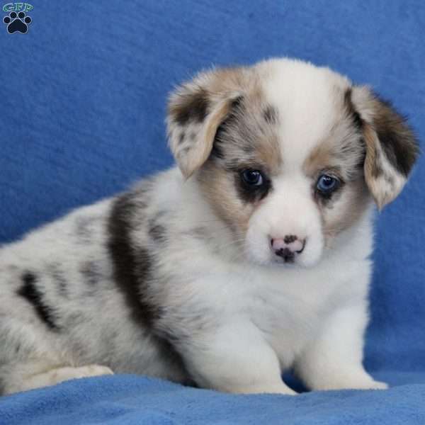 Bingo, Pembroke Welsh Corgi Puppy