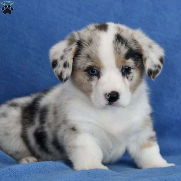 Domino, Pembroke Welsh Corgi Puppy