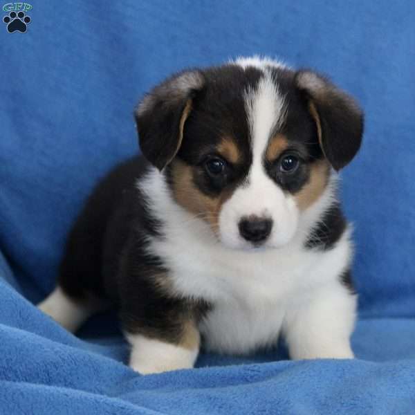 Daffodil, Pembroke Welsh Corgi Puppy