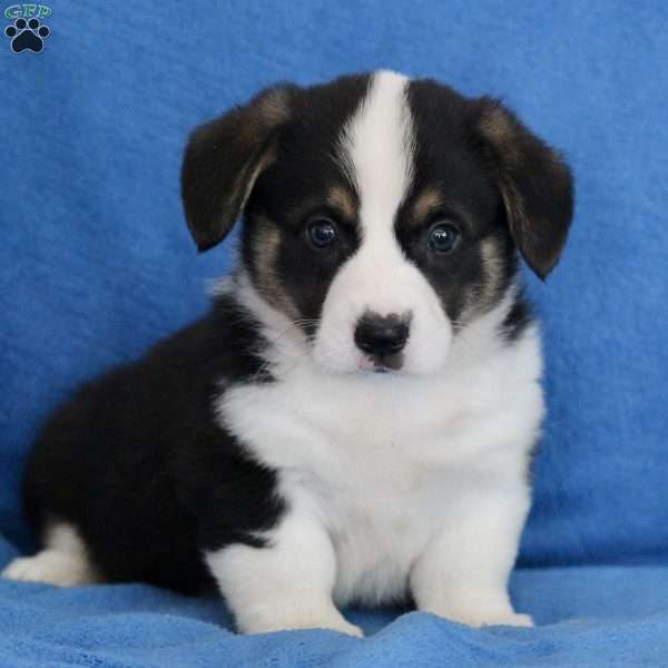 Simon, Pembroke Welsh Corgi Puppy