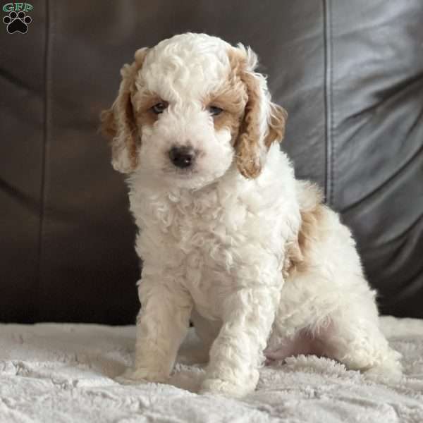 Cooper, Cockapoo Puppy