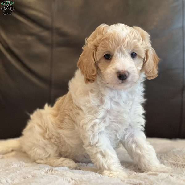 Ellie, Cockapoo Puppy