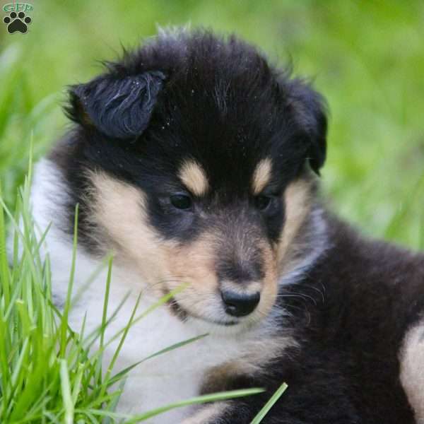 Raven, Collie Puppy