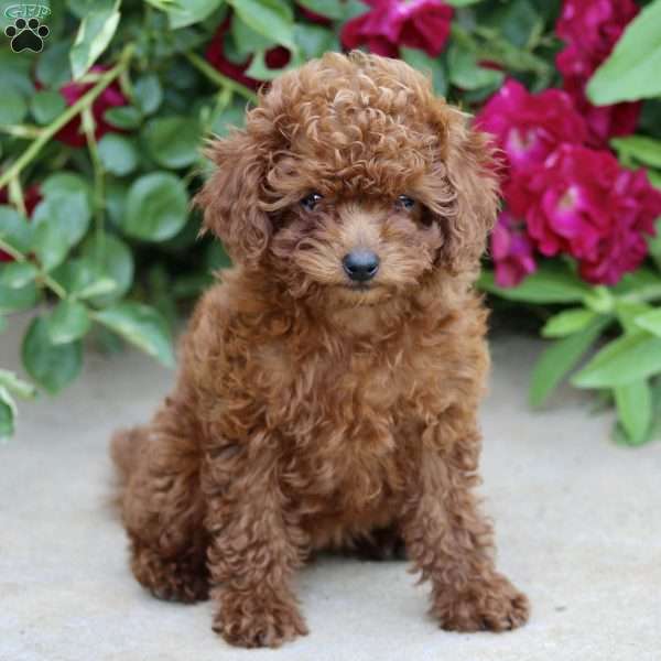 Maya, Mini Goldendoodle Puppy