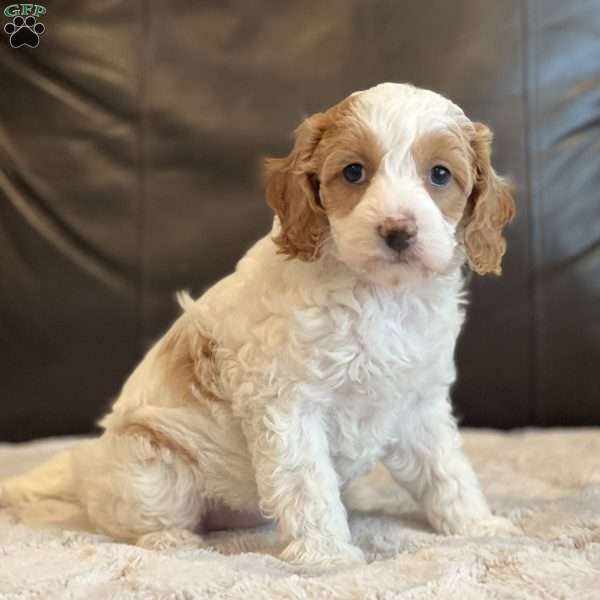 Skye, Cockapoo Puppy