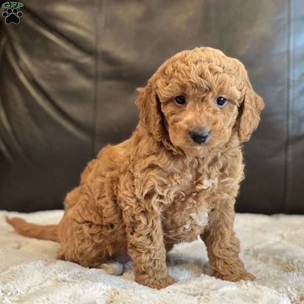 Zoey, Cockapoo Puppy