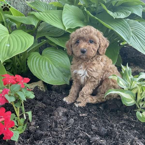 Lulu, Cavapoo Puppy