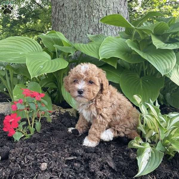 Penelope, Cavapoo Puppy