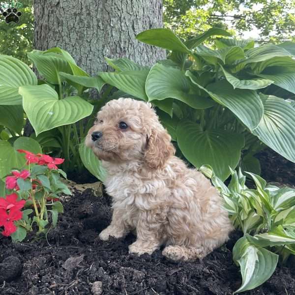 Cooper, Cavapoo Puppy