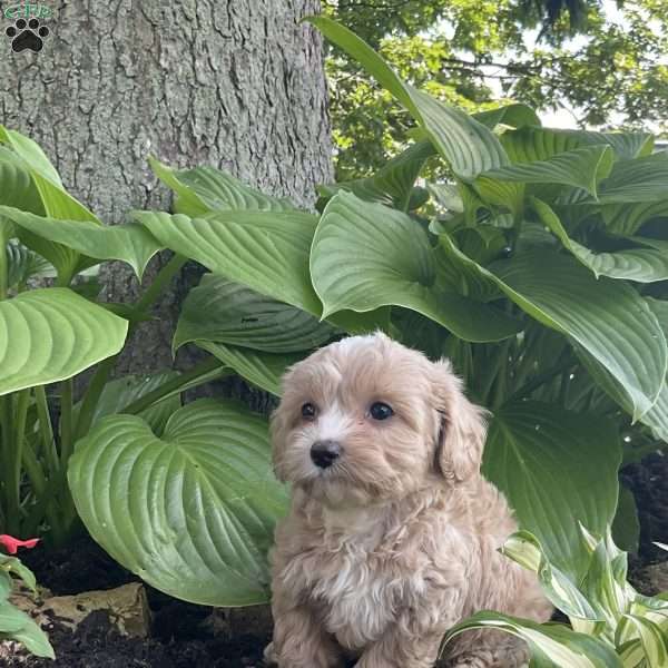 Aurthur, Cavapoo Puppy