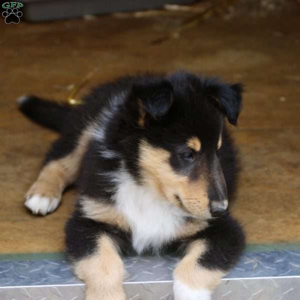 Lad, Collie Puppy