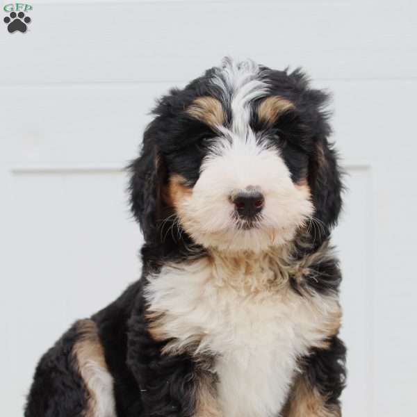 Layla, Bernedoodle Puppy