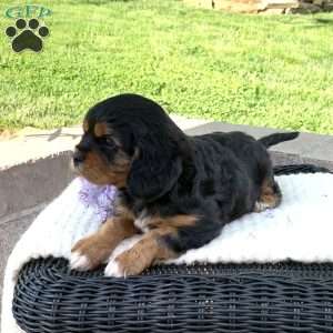 Ace, Cavalier King Charles Spaniel Puppy