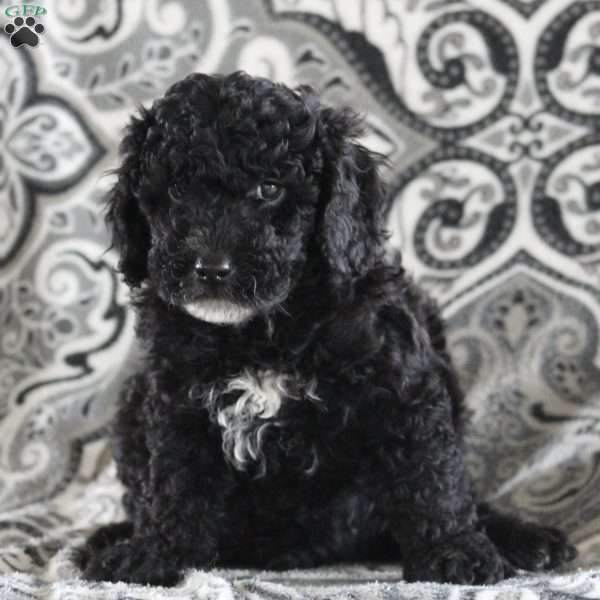 Baxter, Maltipoo Puppy