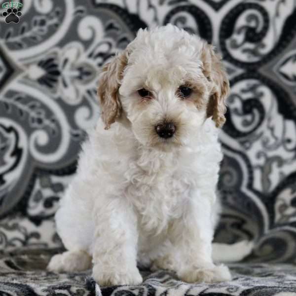 Beth, Maltipoo Puppy