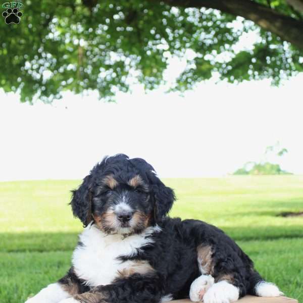 Ellie, Bernedoodle Puppy