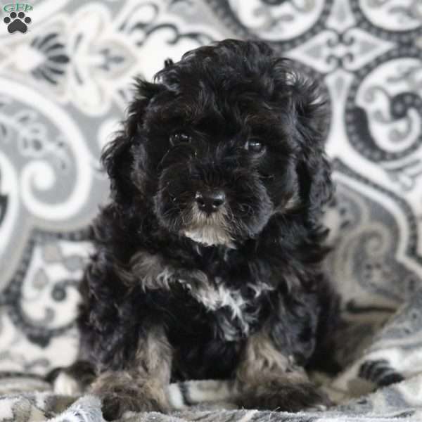 Blossom, Maltipoo Puppy