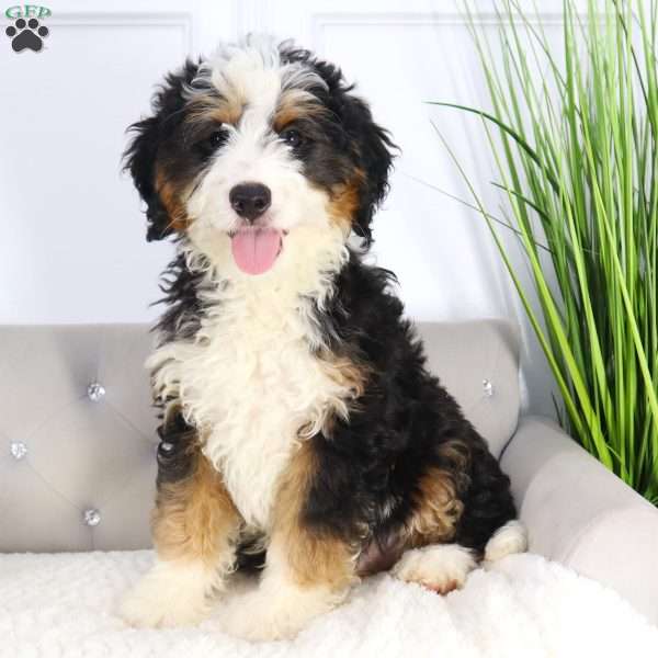 Brady, Mini Bernedoodle Puppy