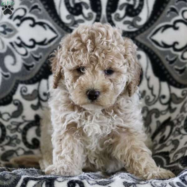 Bethany, Maltipoo Puppy