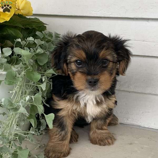 Buster, Yorkie Puppy