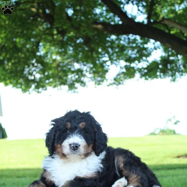 Elliot, Bernedoodle Puppy