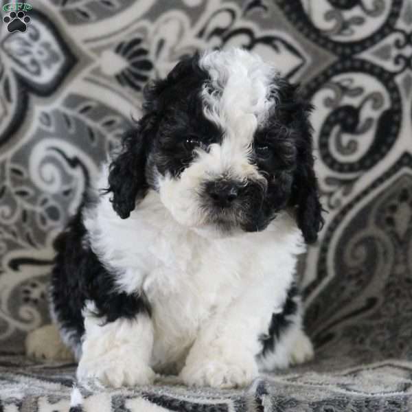 Bradford, Maltipoo Puppy