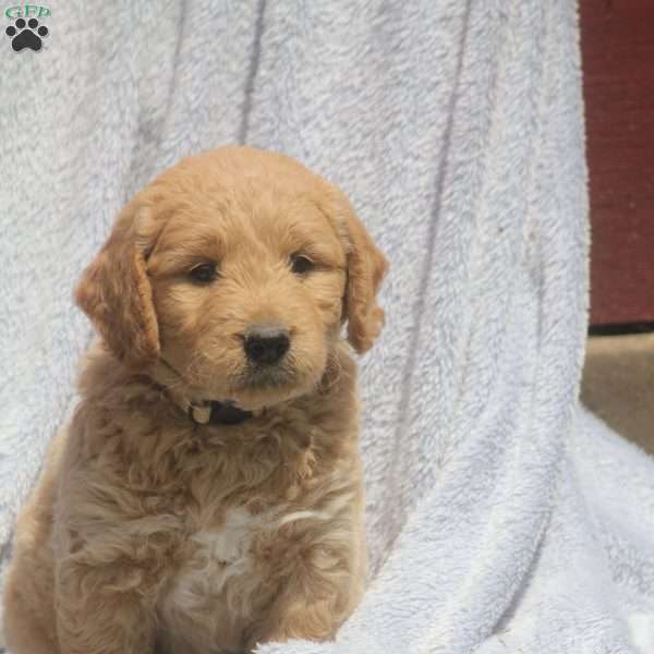 Edmond, Goldendoodle Puppy