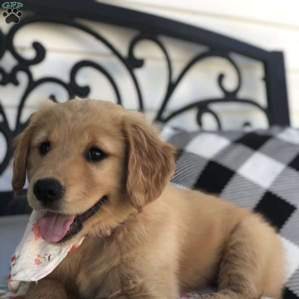 Maple, Golden Retriever Puppy
