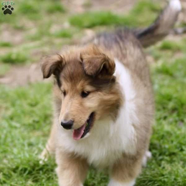 Goldi, Collie Puppy