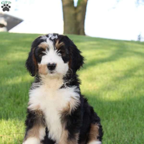 Luna, Bernedoodle Puppy