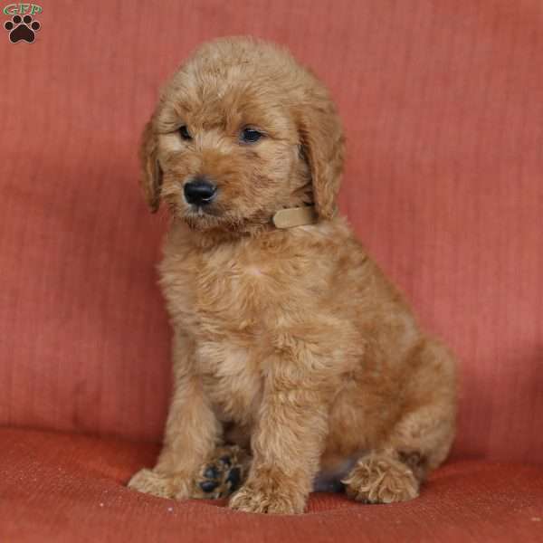 Justin, Goldendoodle Puppy