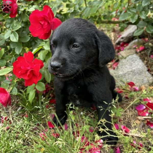 Drake, Black Labrador Retriever Puppy