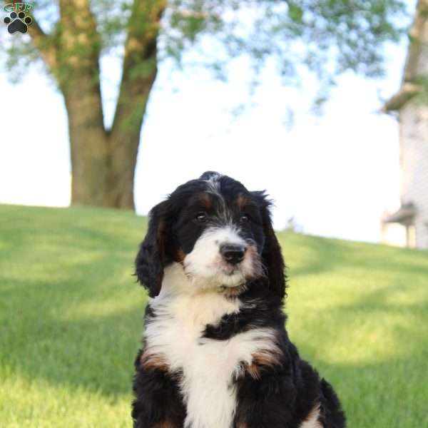 Lily, Bernedoodle Puppy