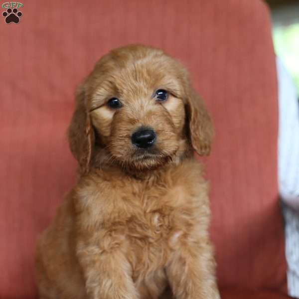 Jasper, Goldendoodle Puppy