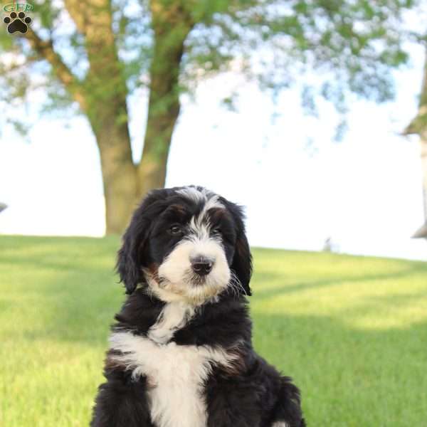 Latte, Bernedoodle Puppy