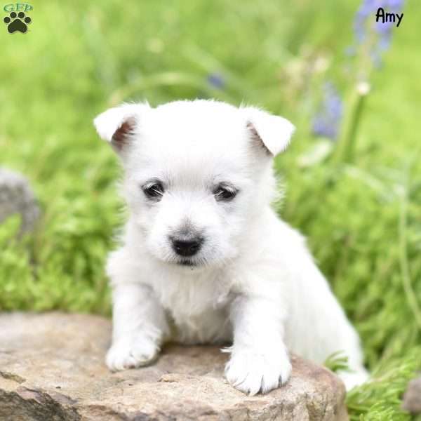 Amy, West Highland Terrier Puppy