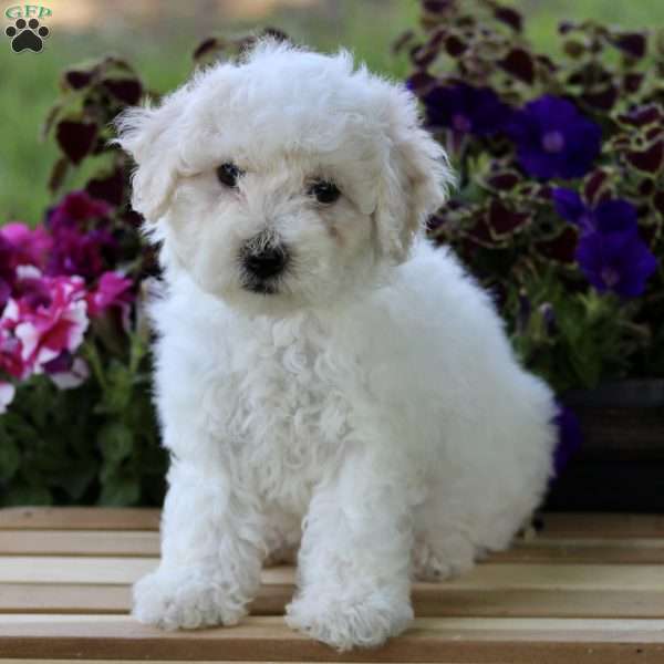 Carly, Bichon Frise Puppy