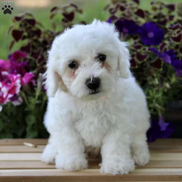 Cooper, Bichon Frise Puppy