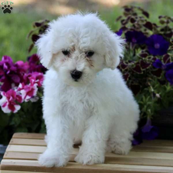 Captain, Bichon Frise Puppy