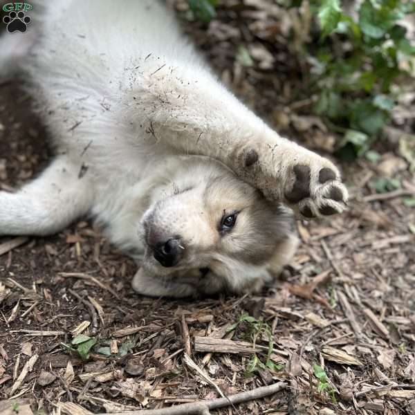 Wolfgang, Great Pyrenees Puppy