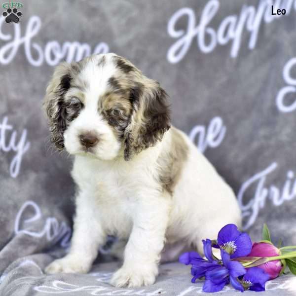 Leo, Cocker Spaniel Puppy