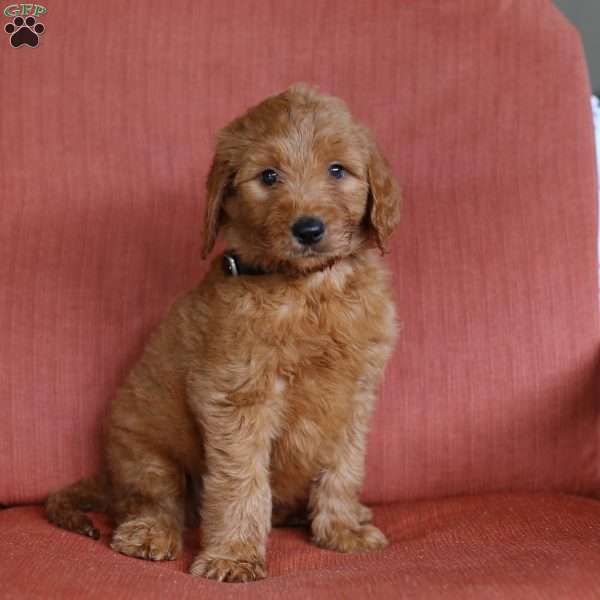 Joey, Goldendoodle Puppy