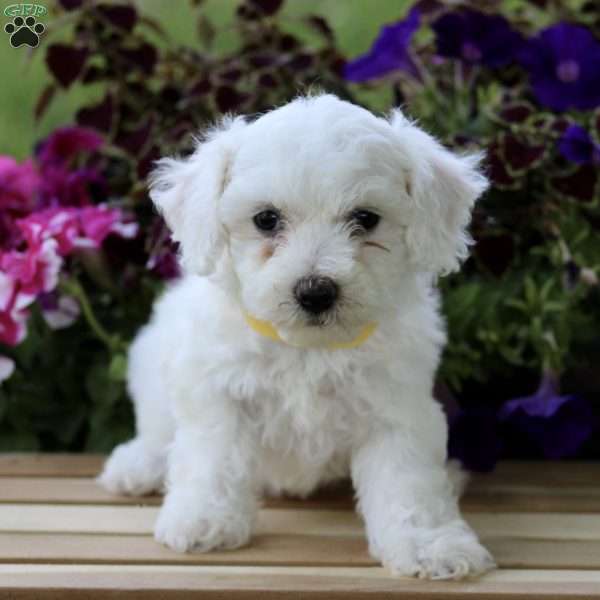 Cleo, Bichon Frise Puppy