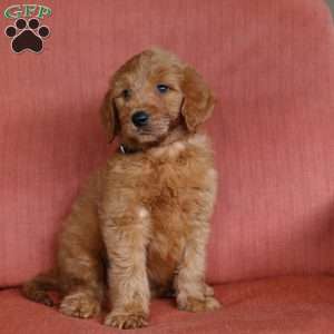 Joey, Goldendoodle Puppy