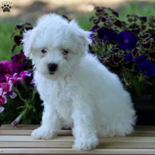 Camila, Bichon Frise Puppy