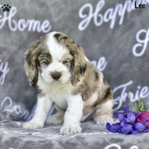 Lee, Cocker Spaniel Puppy