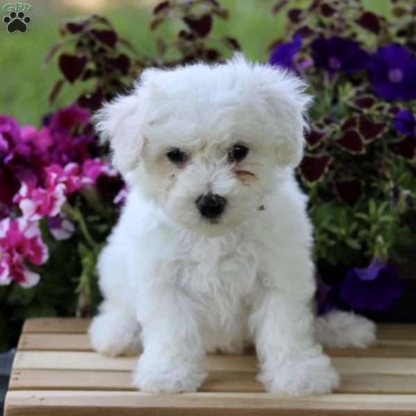 Casey, Bichon Frise Puppy