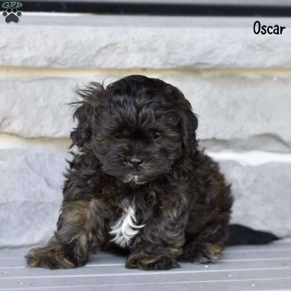 Oscar, Shih-Poo Puppy