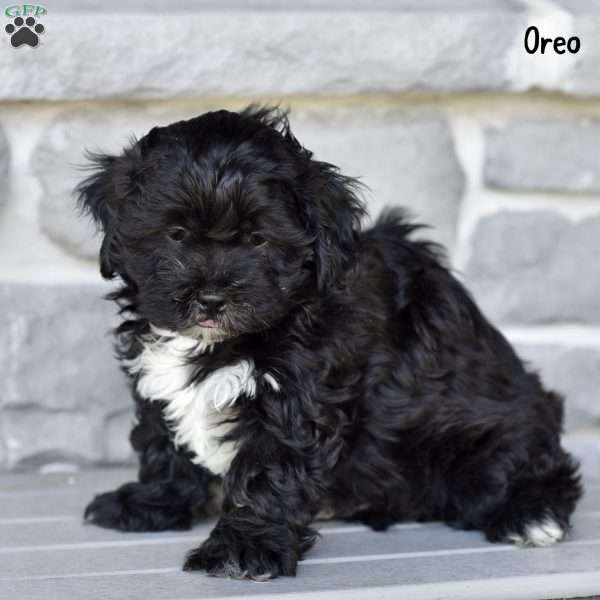 Oreo, Shih-Poo Puppy